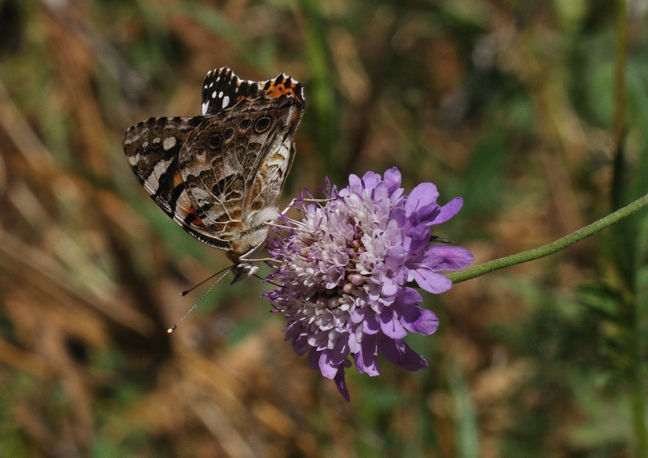 ID Lepidottero N.1 : Vanessa cardui